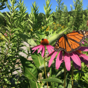 Plant It Forward: Fall Seedling & Plant Sale